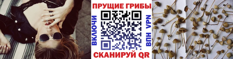 купить  цена  Абаза  shop клад  Галлюциногенные грибы мухоморы 